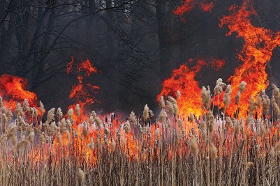 Biomass burning
